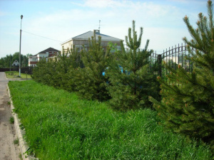 ветки сосны